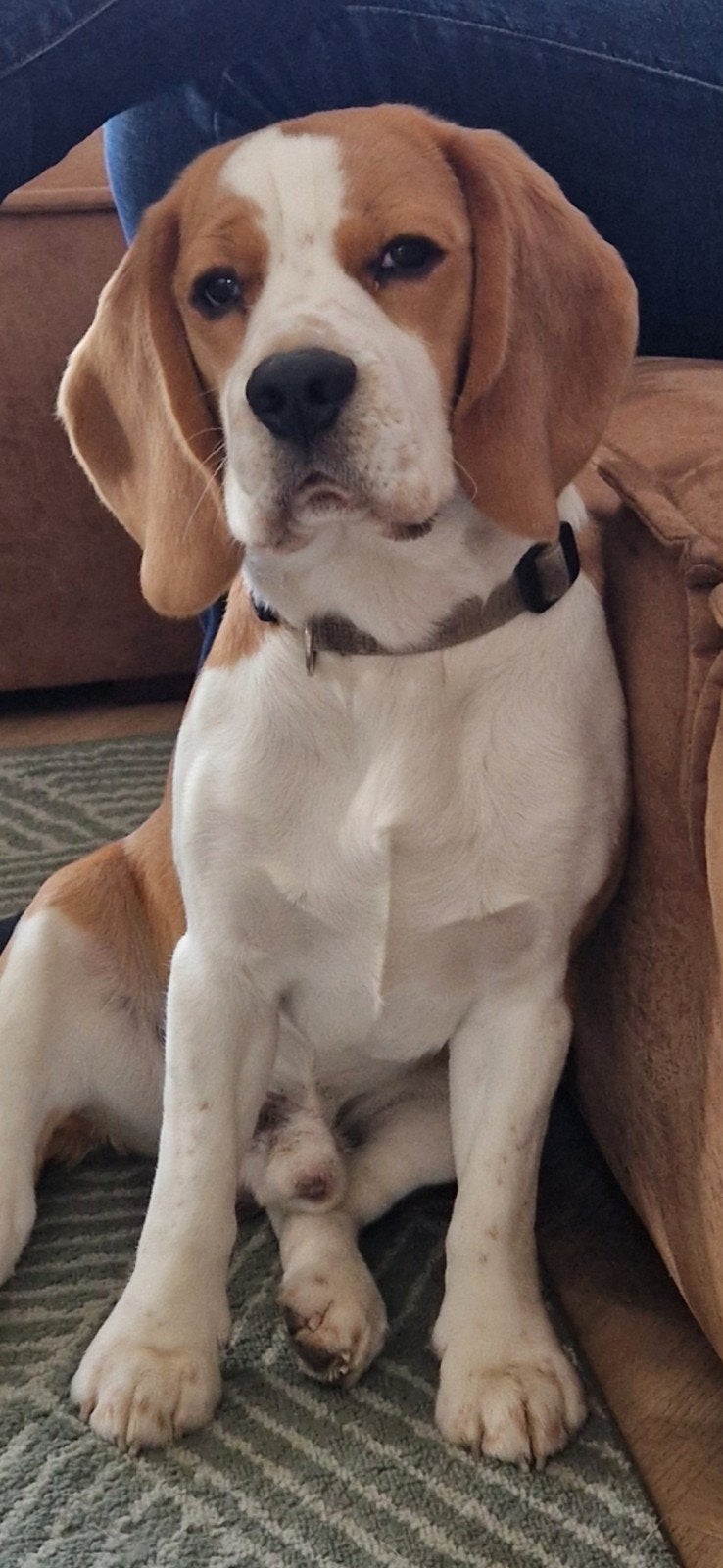 Beagle dekreu, Parvo, Reu, 1 tot 2 jaar, Eén hond