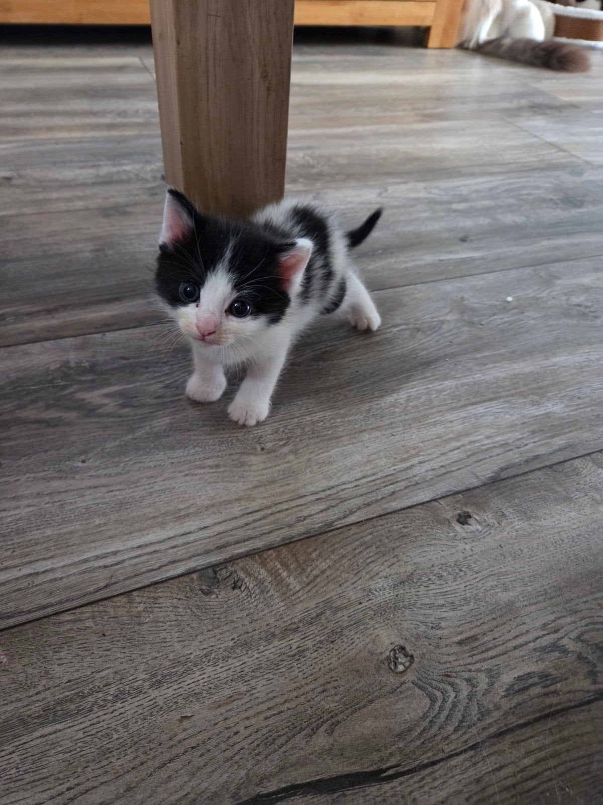 ragdoll kittens, Meerdere dieren, Ontwormd, 0 tot 2 jaar