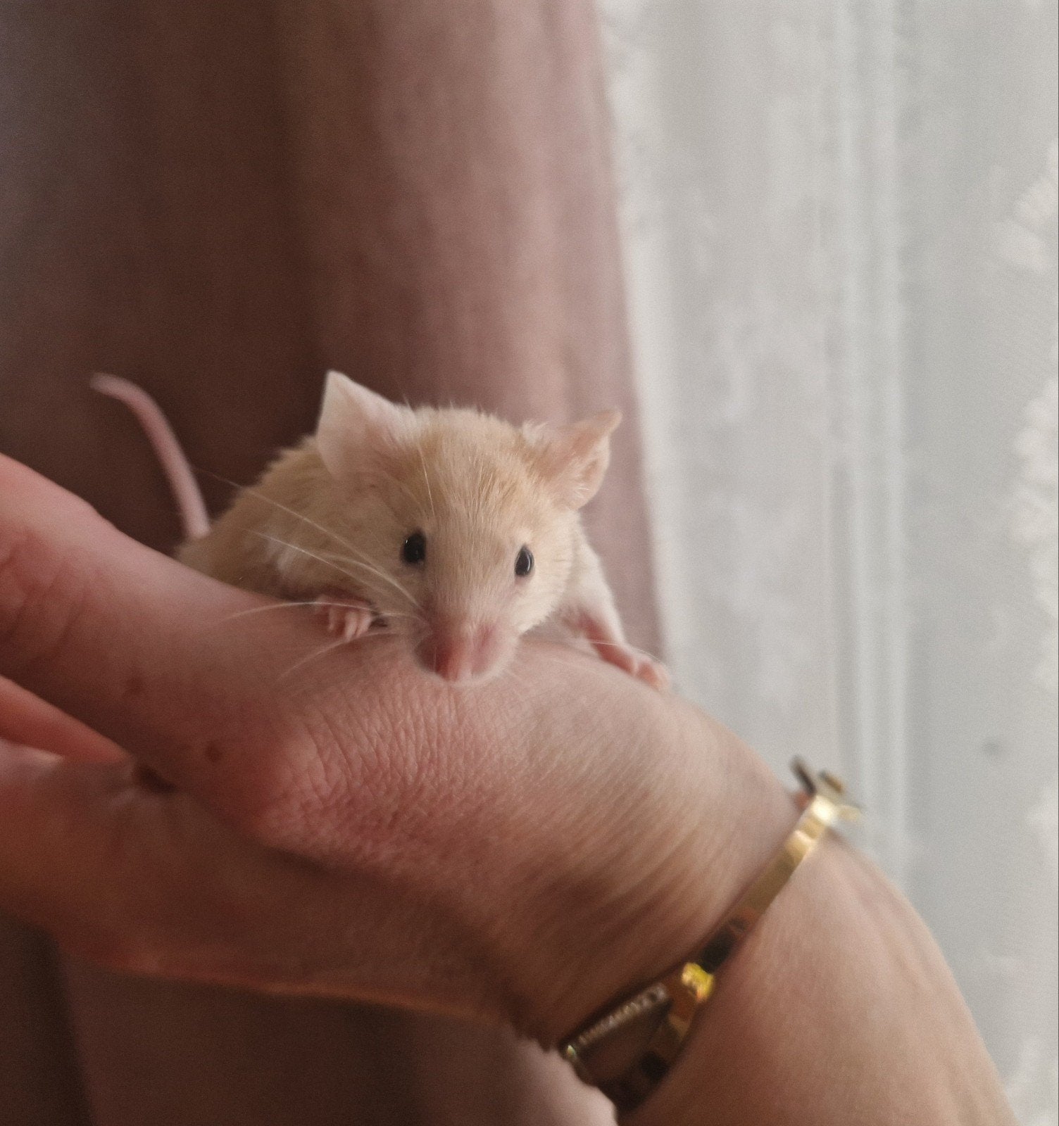 Lieve blonde kleurmuis man wit/goud satijn muis, Muis, Mannelijk, Mei, Tam