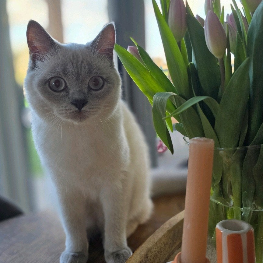 prachtig gezond nestje britse korthaar kittens, Dieren en Toebehoren, Meerdere dieren, Gechipt, 0 tot 2 jaar
