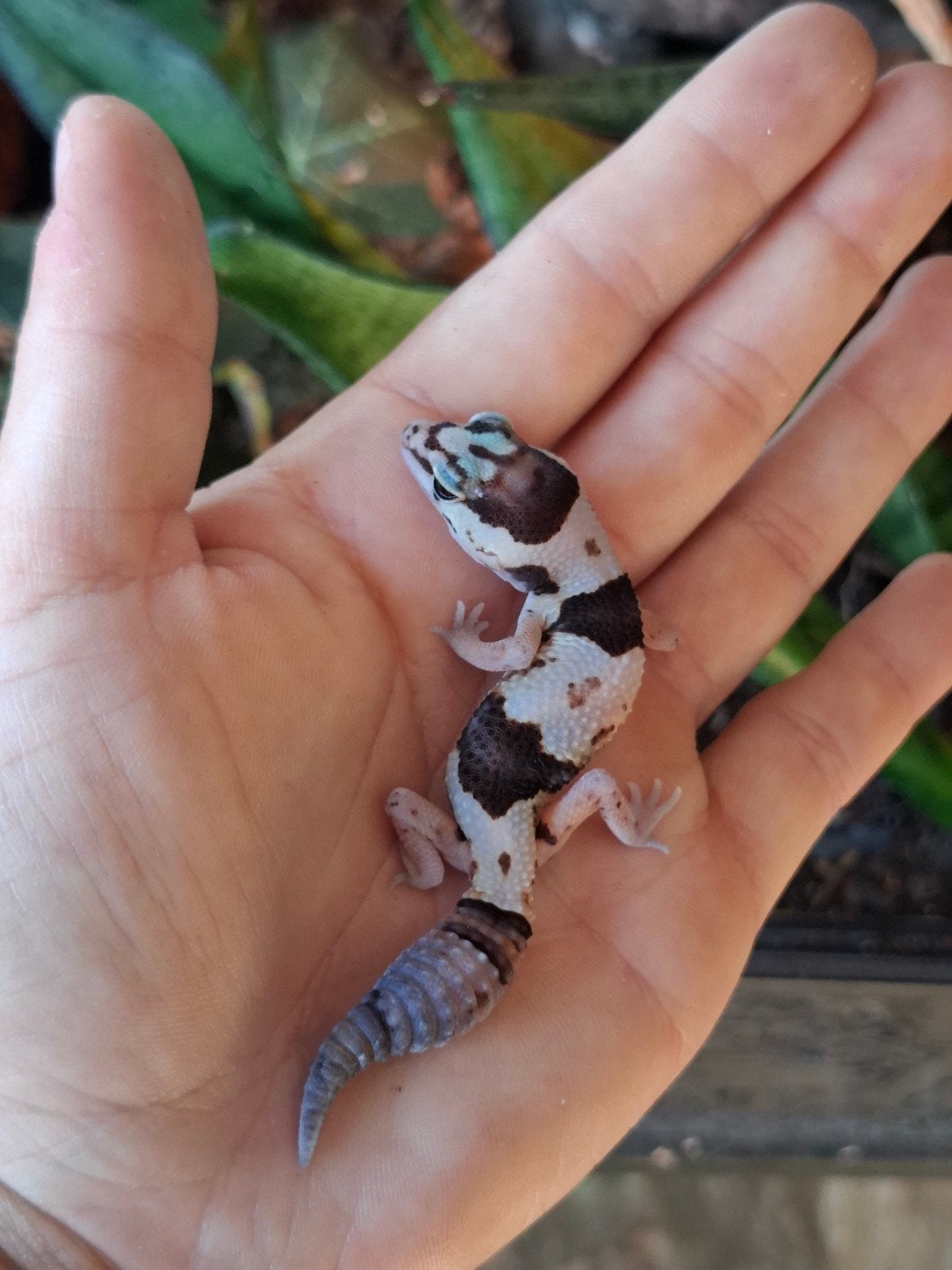 Whiteout vetstaartgekko, Hagedis, 0 tot 2 jaar