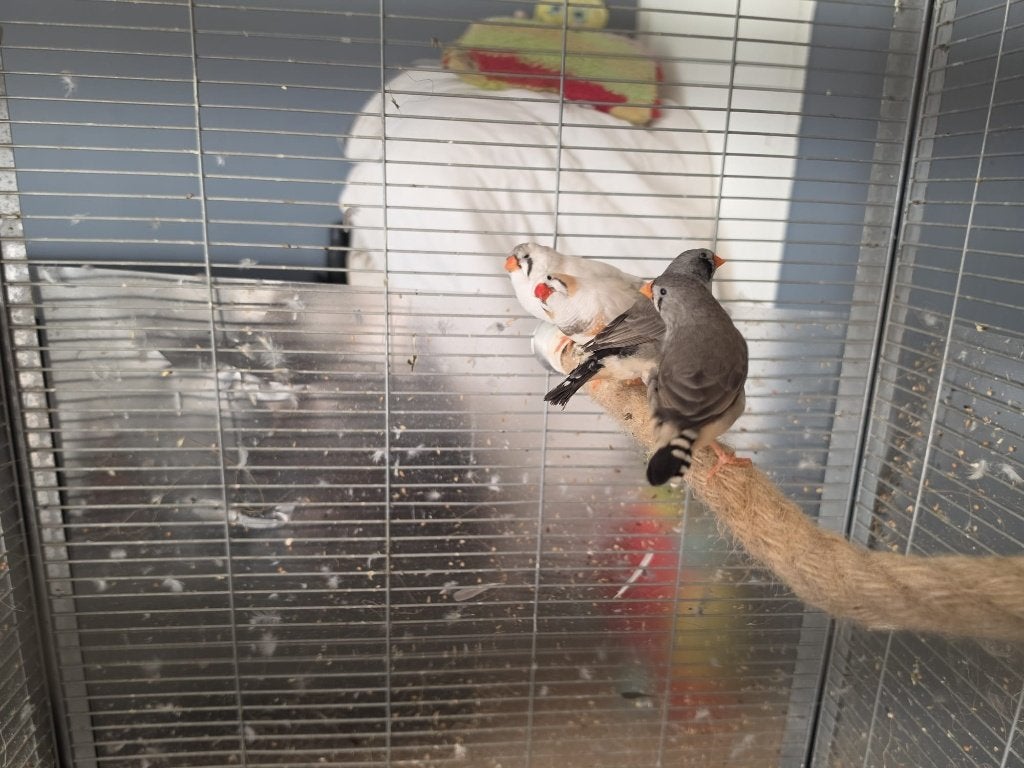 4 koppeltjes zebravinken, Meerdere dieren