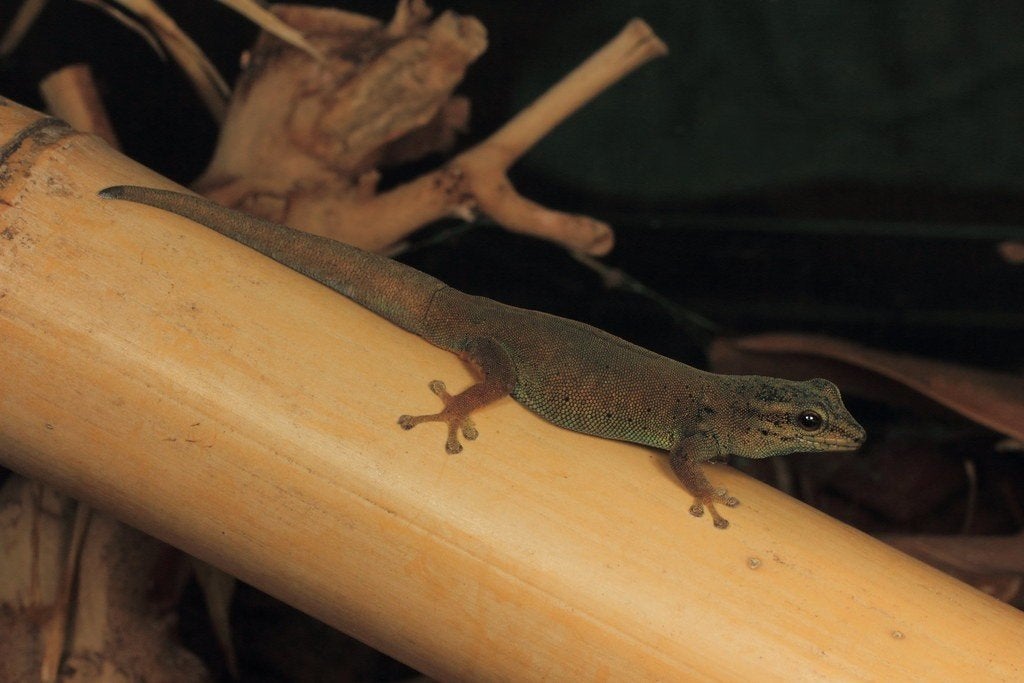 Lygodactylus williamsi 0.2 (0.1 GERESERVEERD), Schildpad