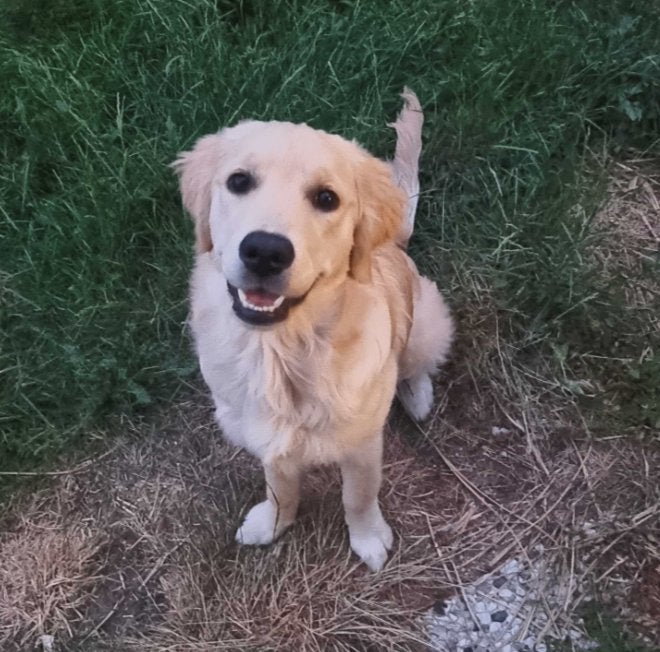Lieve, goed getrainde Golden Retriever pup met stamboom, Golden retriever, 15 weken tot 1 jaar, Teef, Parvo