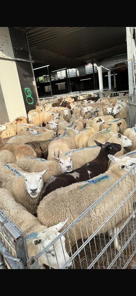 rammen offerfeest - Rammen offerfeest eid al adha, Dieren en Toebehoren, Schapen, Geiten en Varkens, Meerdere dieren, Schaap, 0 tot 2 jaar