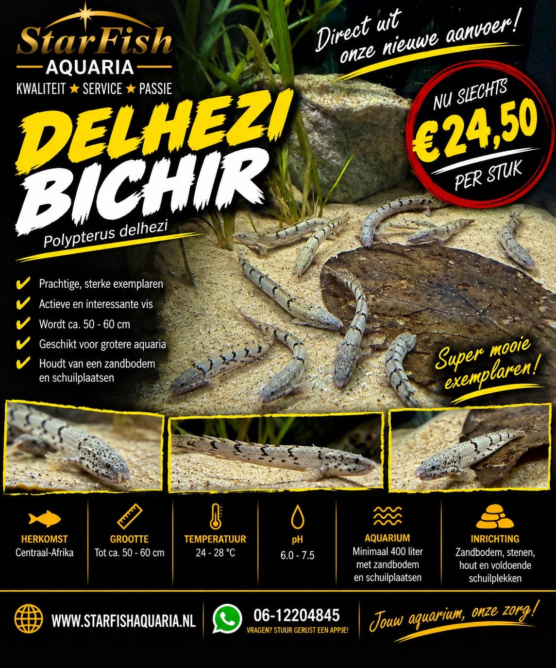 Polypterus delhezi, Dieren en Toebehoren, Vis