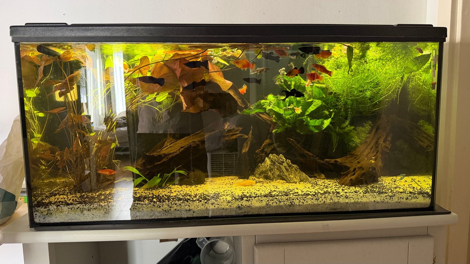 Aquarium van eheim 200l met ondercast, Dieren en Toebehoren, Ophalen