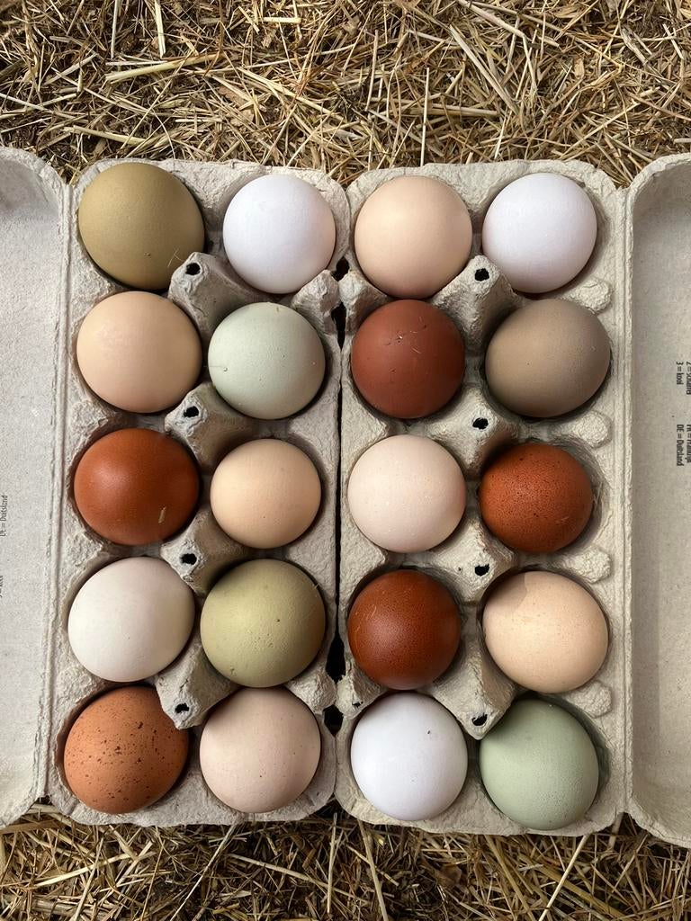 Broedeieren Easter Egger (groenlegger), Geslacht onbekend, Kip