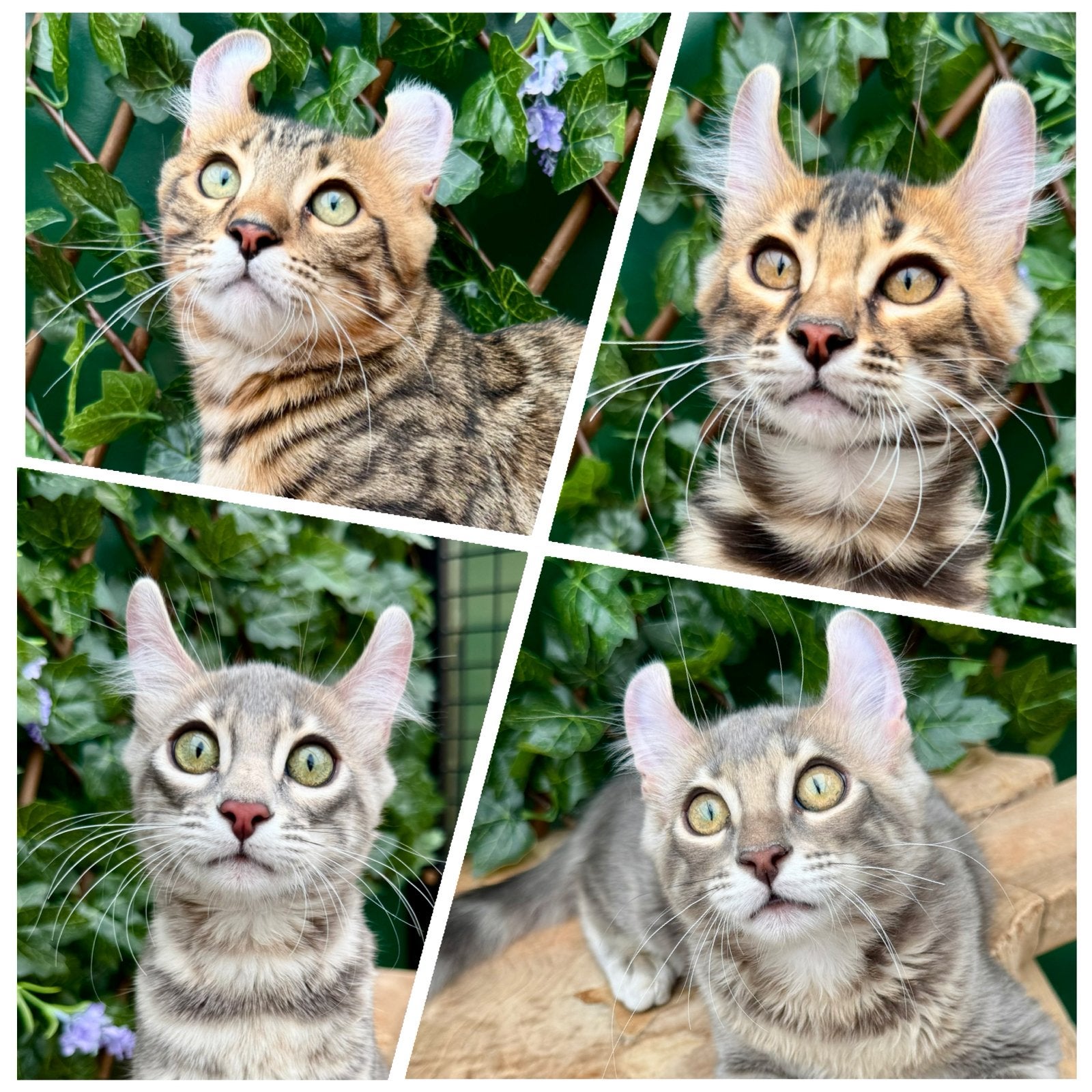 American curl kittens met fantastisch karakter | stamboom, Meerdere dieren, 0 tot 2 jaar