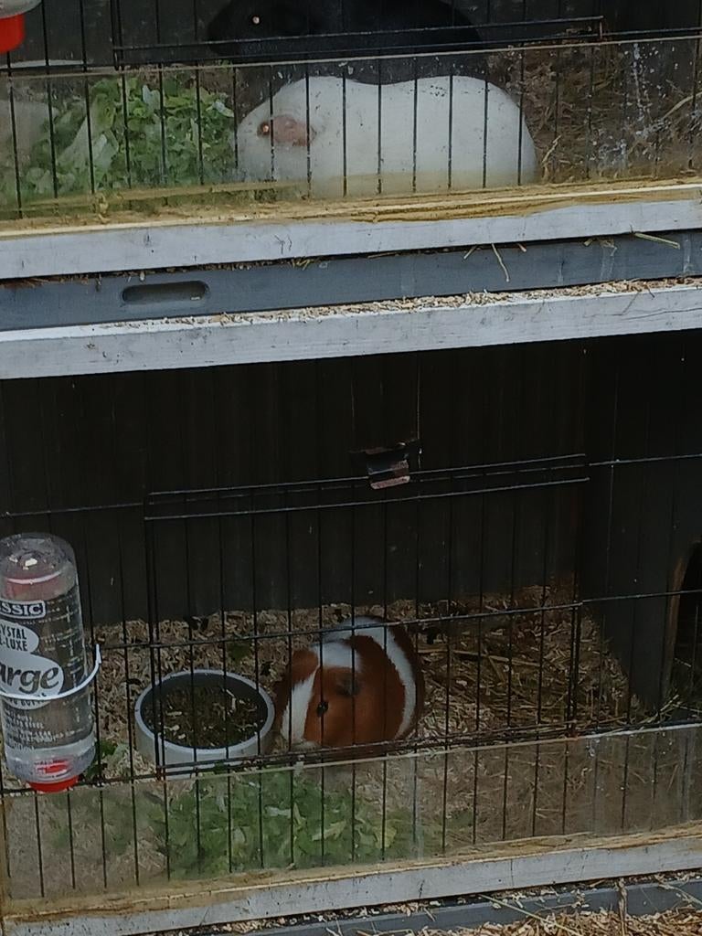 3 cavias met hok, Dieren en Toebehoren, Knaagdieren, Meerdere dieren, Cavia, Juni