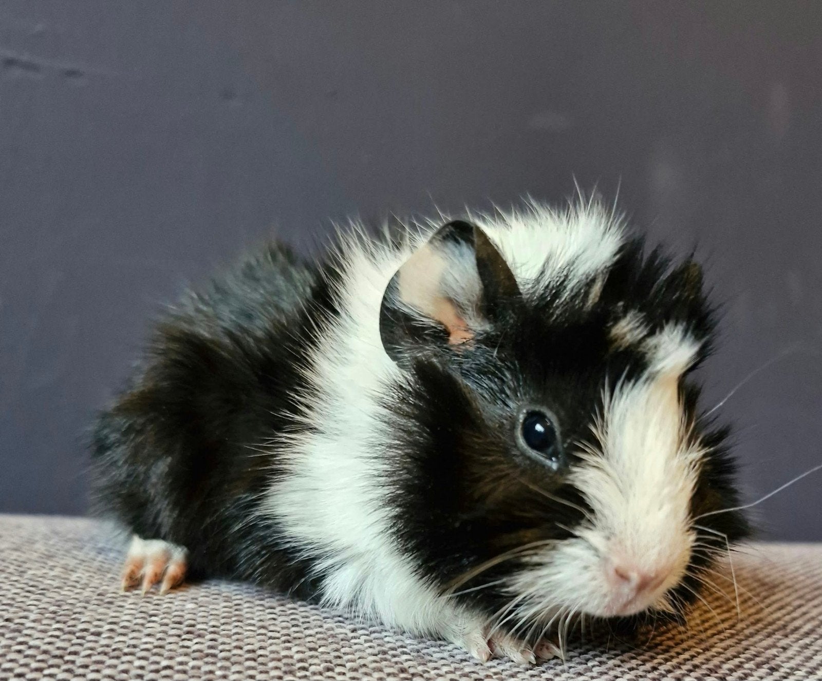 2 baby cavia broertjes met mooie borstels, Dieren en Toebehoren, Cavia, Mannelijk, Tam, September