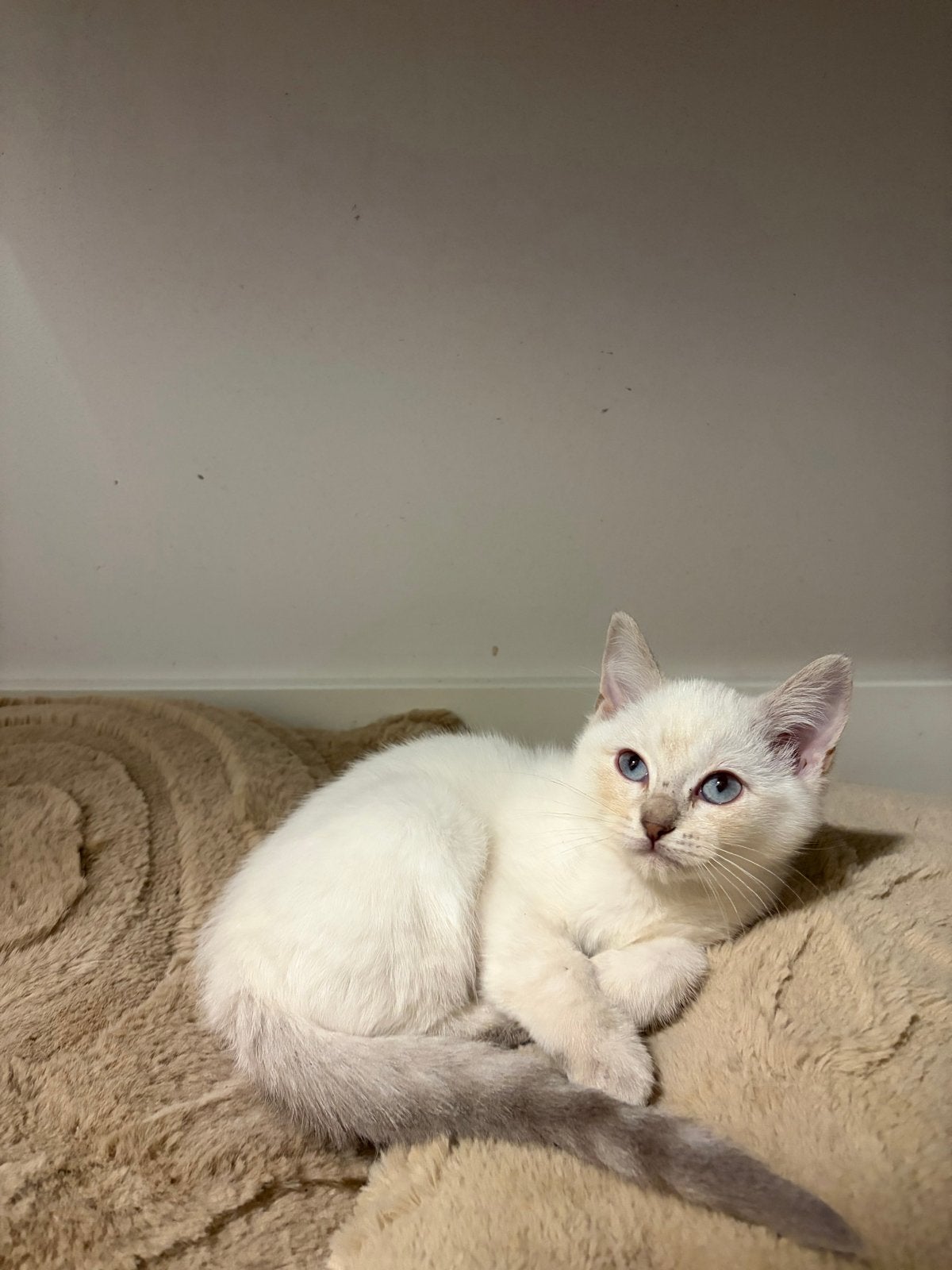 Ragdoll/britse korthaar kittens