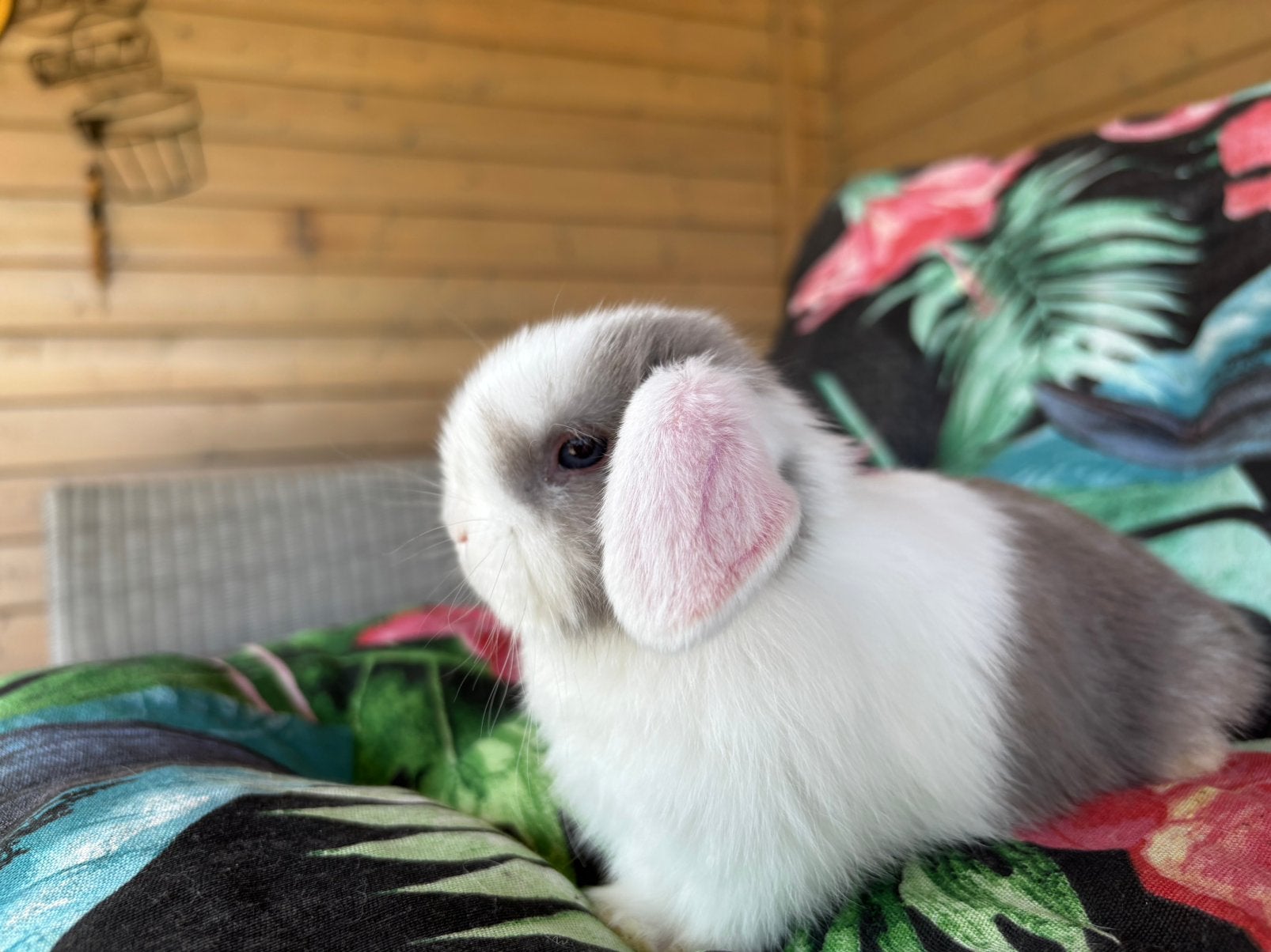 Minilop, dwerghangoor, nhd, minidwerg, blauwoog., Dieren en Toebehoren, Konijnen, Meerdere dieren, Dwerg, Hangoor, 0 tot 2 jaar