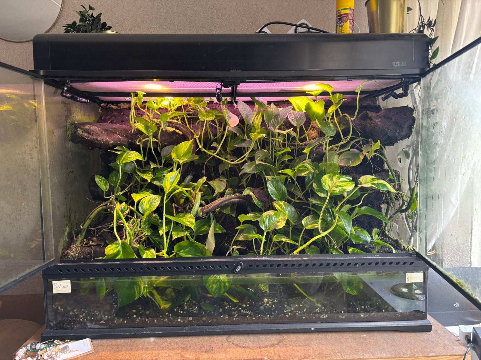 Exo terra paludarium + 2 koraalteenboom kikkers, Dieren en Toebehoren, Ophalen, Zo goed als nieuw, Terrarium of Paludarium