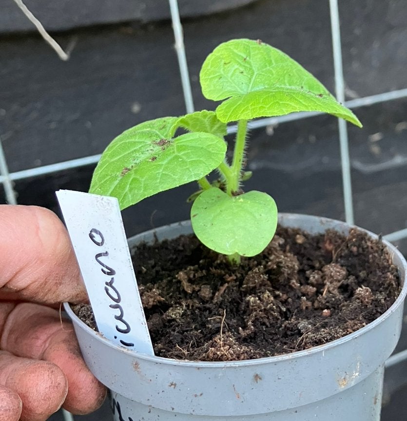 Kiwano BIOLOGISCH, Tuin en Terras, Planten | Tuinplanten, Ophalen, Eenjarig, Fruitplanten, Volle zon