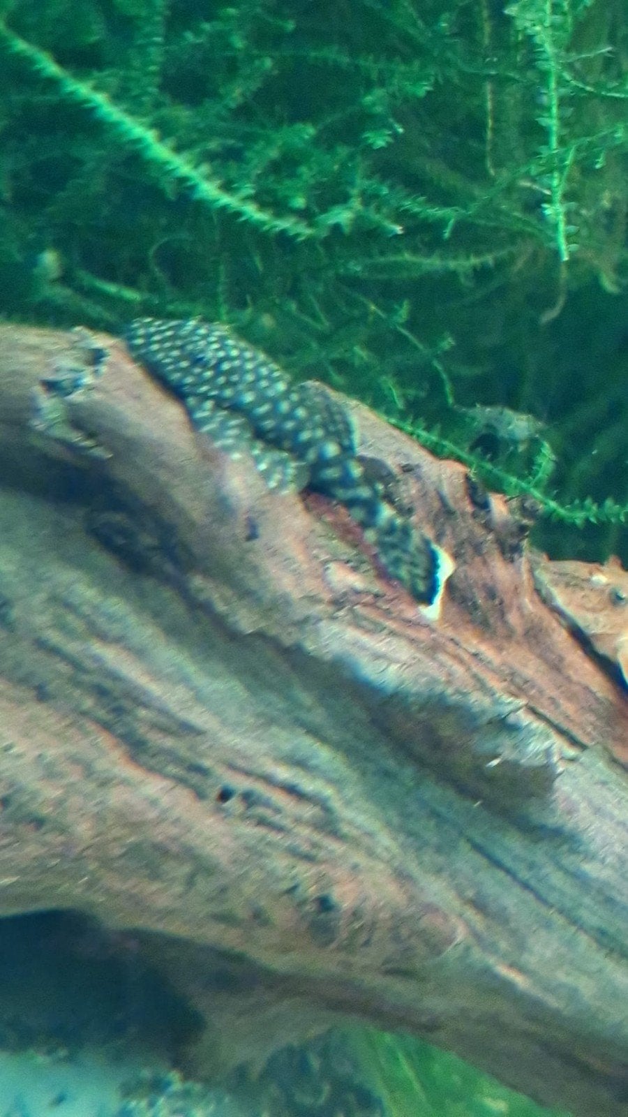Mooie volwassen borstelneus vrouw (ancistrus) 7cm, Dieren en Toebehoren, Vissen | Aquariumvissen, Vis