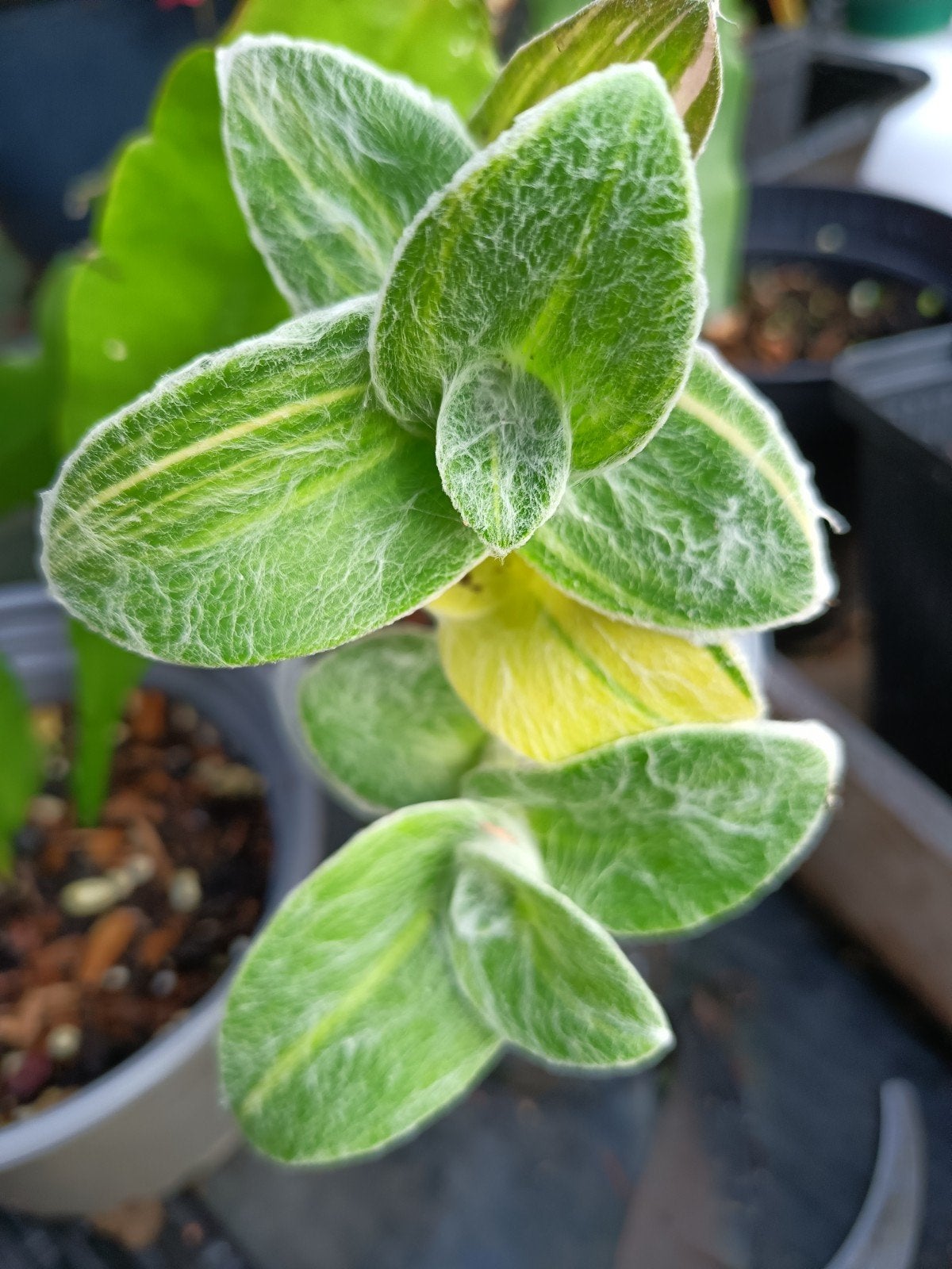 tradescantia Sillamontona, Ophalen of Verzenden, Halfschaduw, Minder dan 100 cm