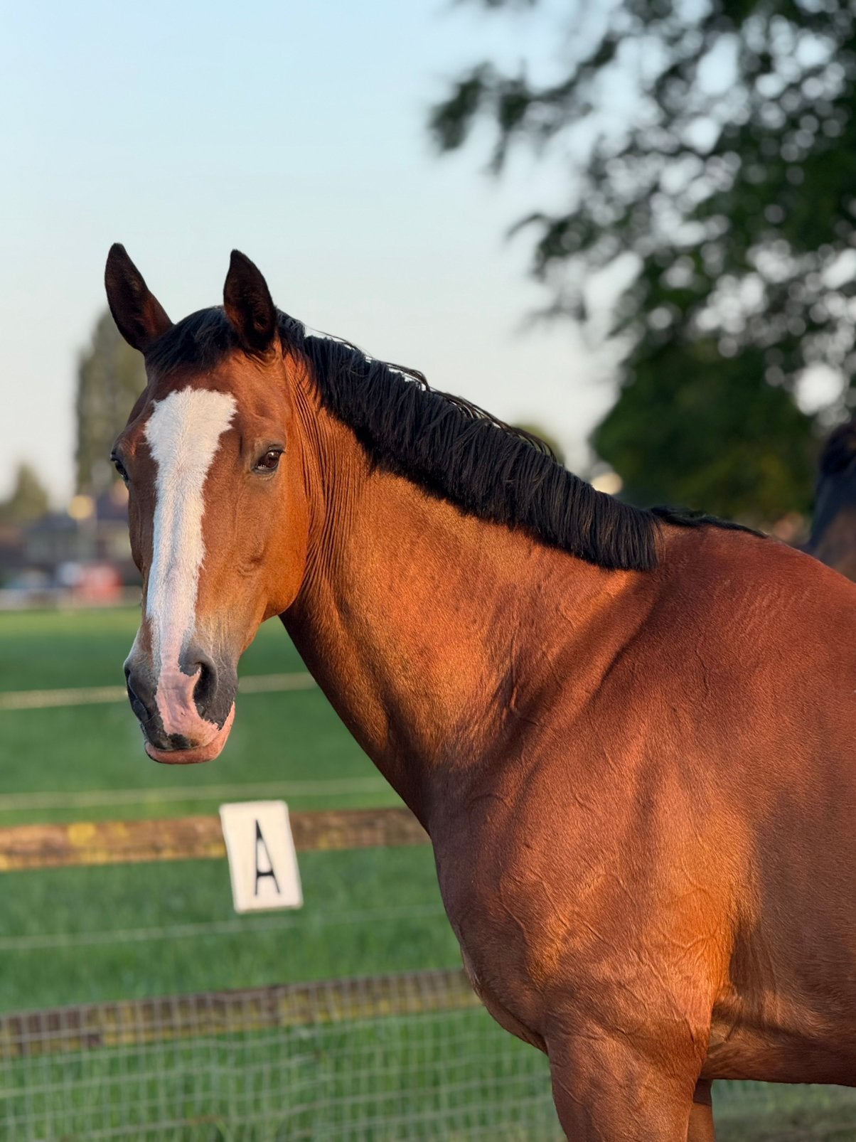 Lieve IBOP/ster fokmerrie/ weidemaatje, Dieren en Toebehoren, Paarden, Merrie, Niet van toepassing, 160 tot 165 cm, 11 jaar of ouder