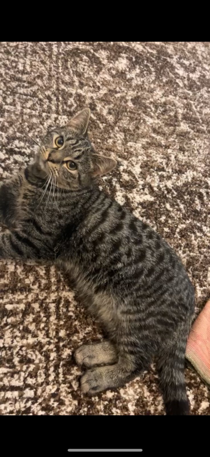 Met veel pijn moet ik afstand nemen van mijn kat., Kater, Kortharig, 3 tot 5 jaar