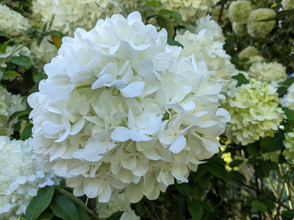 Grote partij boerenhortensia bolhortensia in kleuren, Ophalen of Verzenden, Hortensia, Haag, Minder dan 100 cm