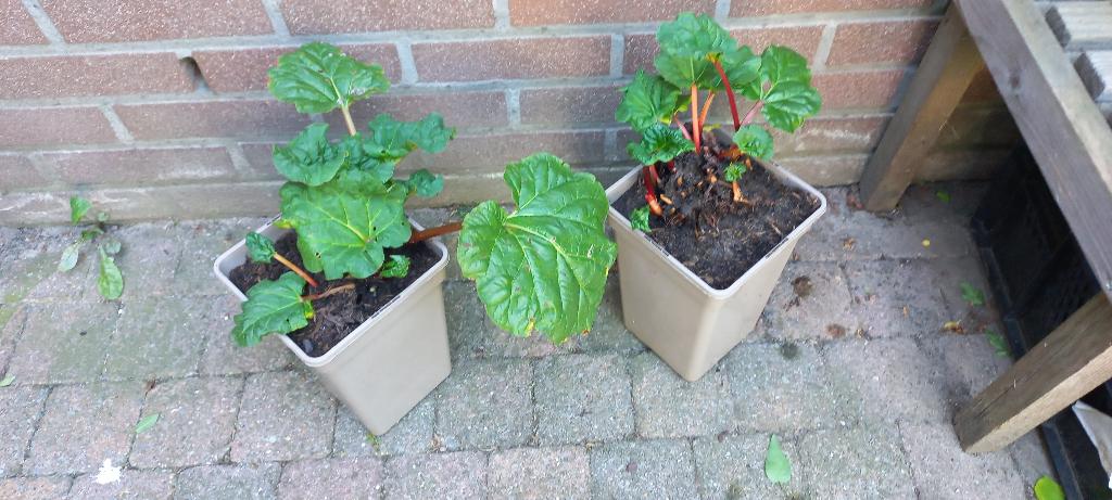 Rabarber 5 euro per stuk, Ophalen, Volle zon, Lente, Groenteplanten