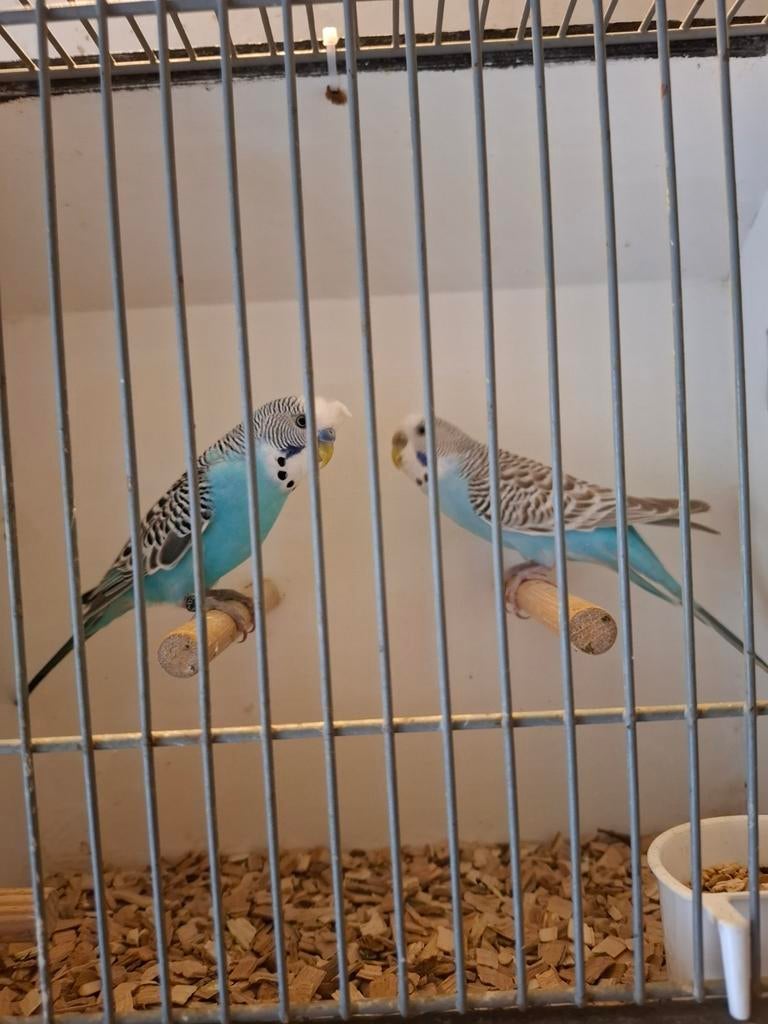 Diverse soorten vogels en aluminium voliere panelen, Dieren en Toebehoren, Meerdere dieren, Parkiet, Geringd