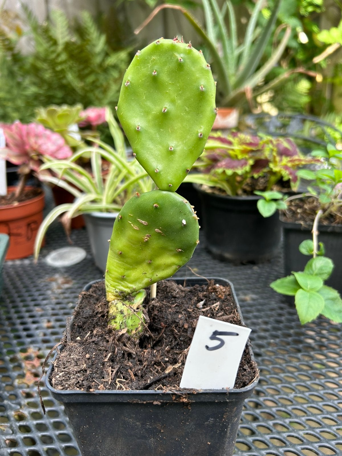 Opuntia indica - goed gewortelde stek - schijfcactus, Tuin en Terras, Planten | Tuinplanten, Ophalen of Verzenden, Overige soorten