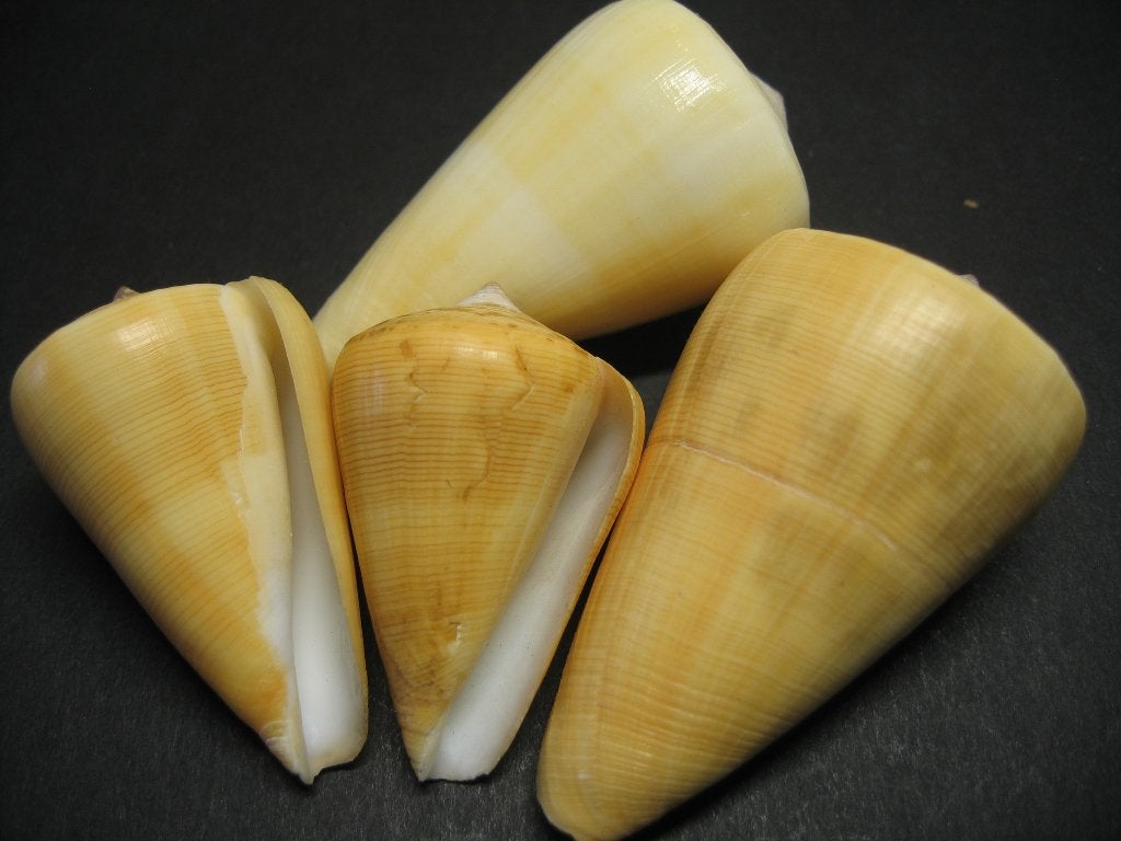 Schelpen: Conus quercinus Lightfoot, 1786., Verzamelen, Ophalen of Verzenden, Schelp(en)