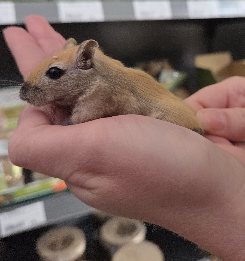 Te koop Gerbils, Juli, Vrouwelijk, Overige typen