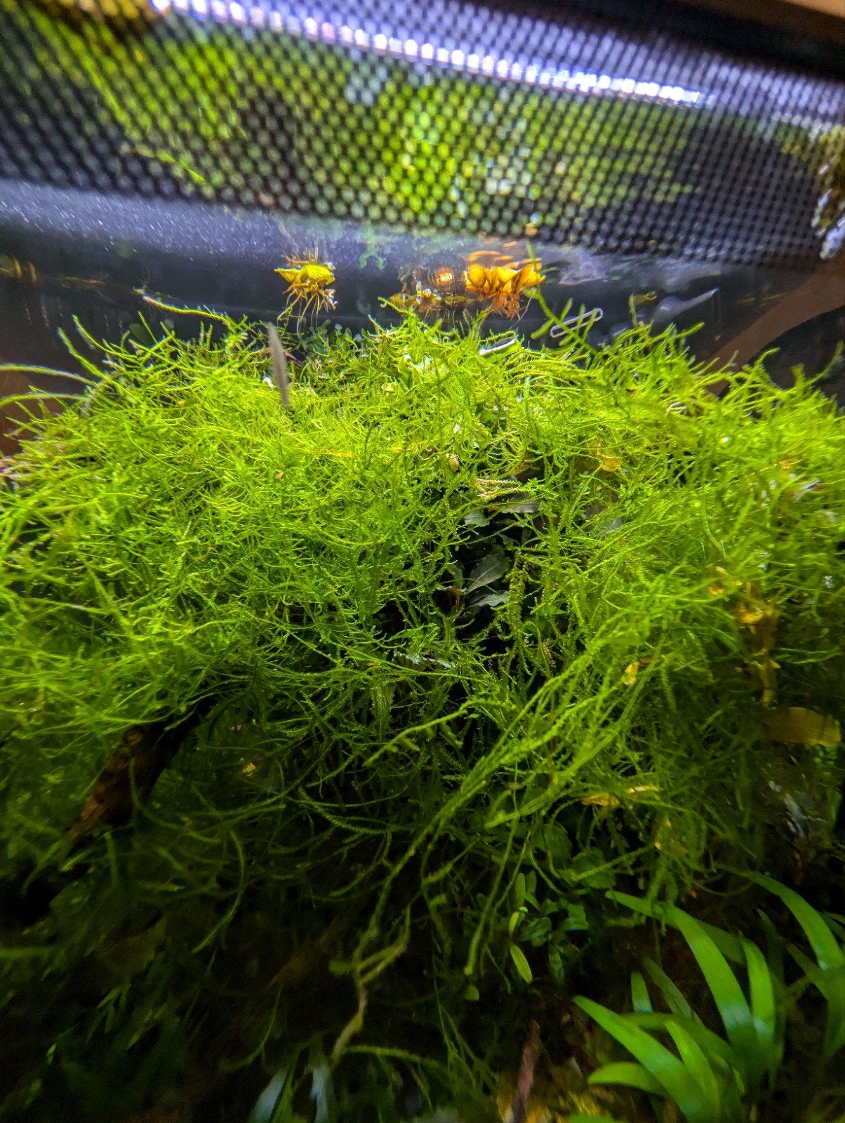 Java mos aquariumplant, Ophalen, Nieuw, Plant(en), Steen of Hout