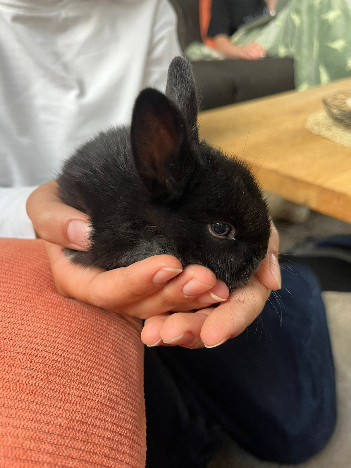 Babykonijntjes, Dieren en Toebehoren, Meerdere dieren