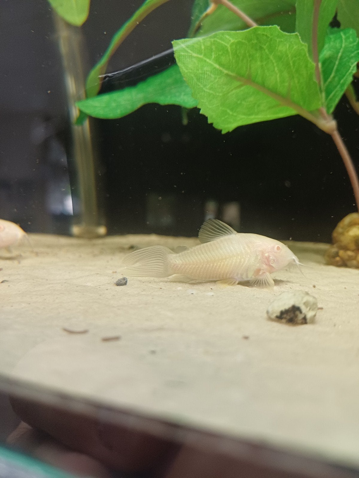 albino corydoras, Dieren en Toebehoren, Vis