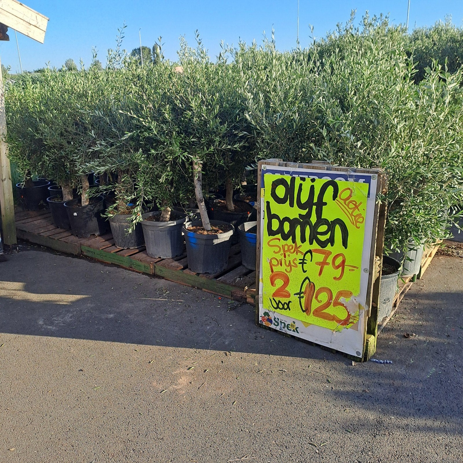 Prachtige olijfbomen - 2 voor – Tuincentrum van der Spek, Ophalen, Overige soorten, Halfschaduw