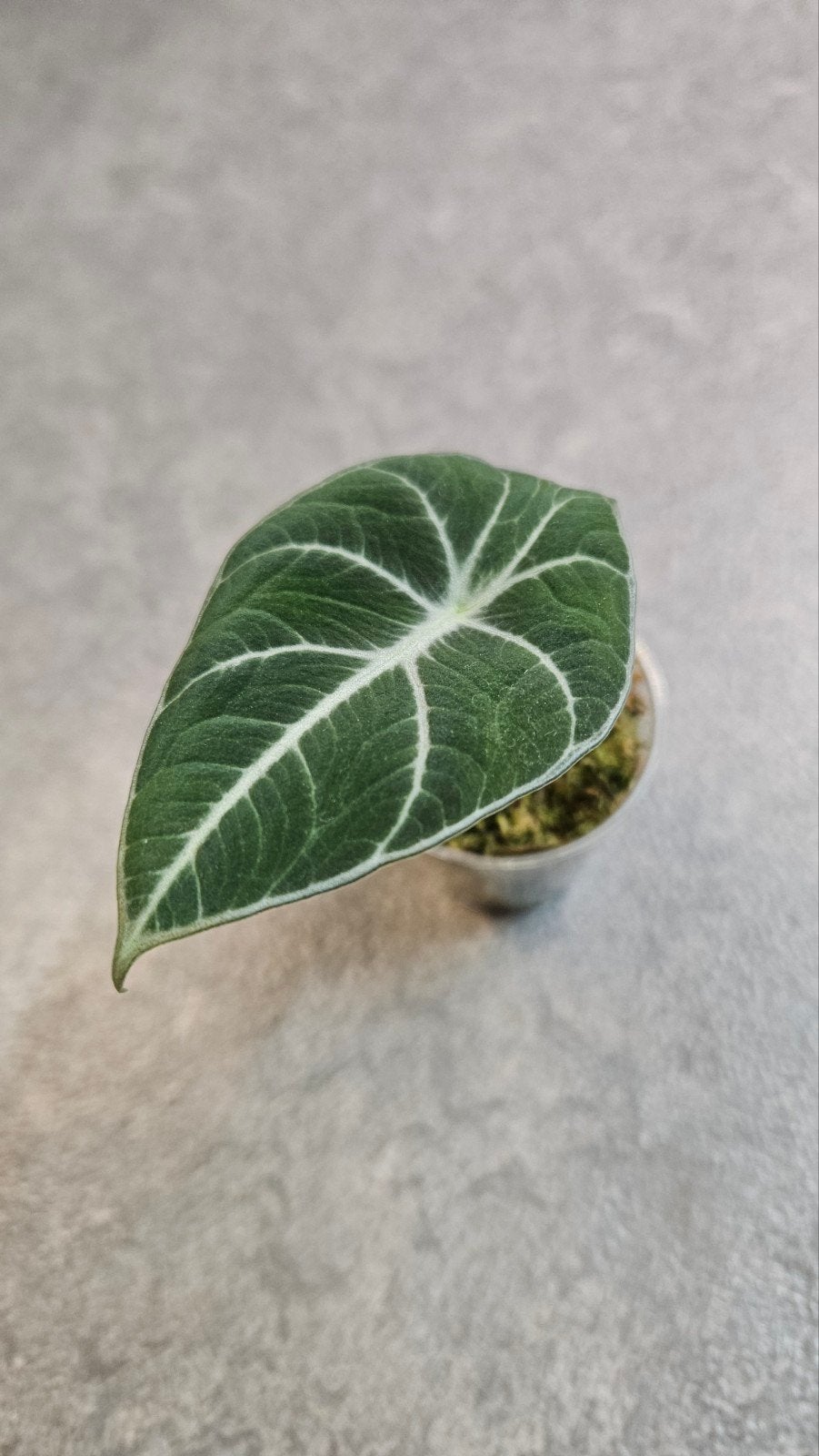 Alocasia Black Velvet, Ophalen of Verzenden, Halfschaduw, Minder dan 100 cm