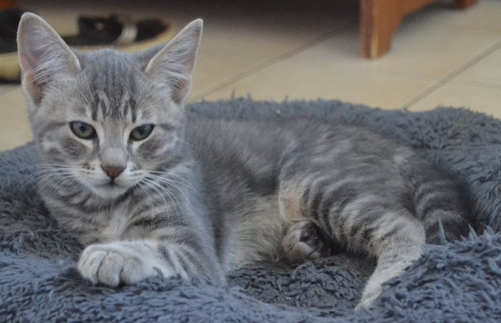 WAUW! Prachtig grijs kitten, katertje, geboren 2 mei., Dieren en Toebehoren, Katten en Kittens | Overige Katten, Kater, Kortharig