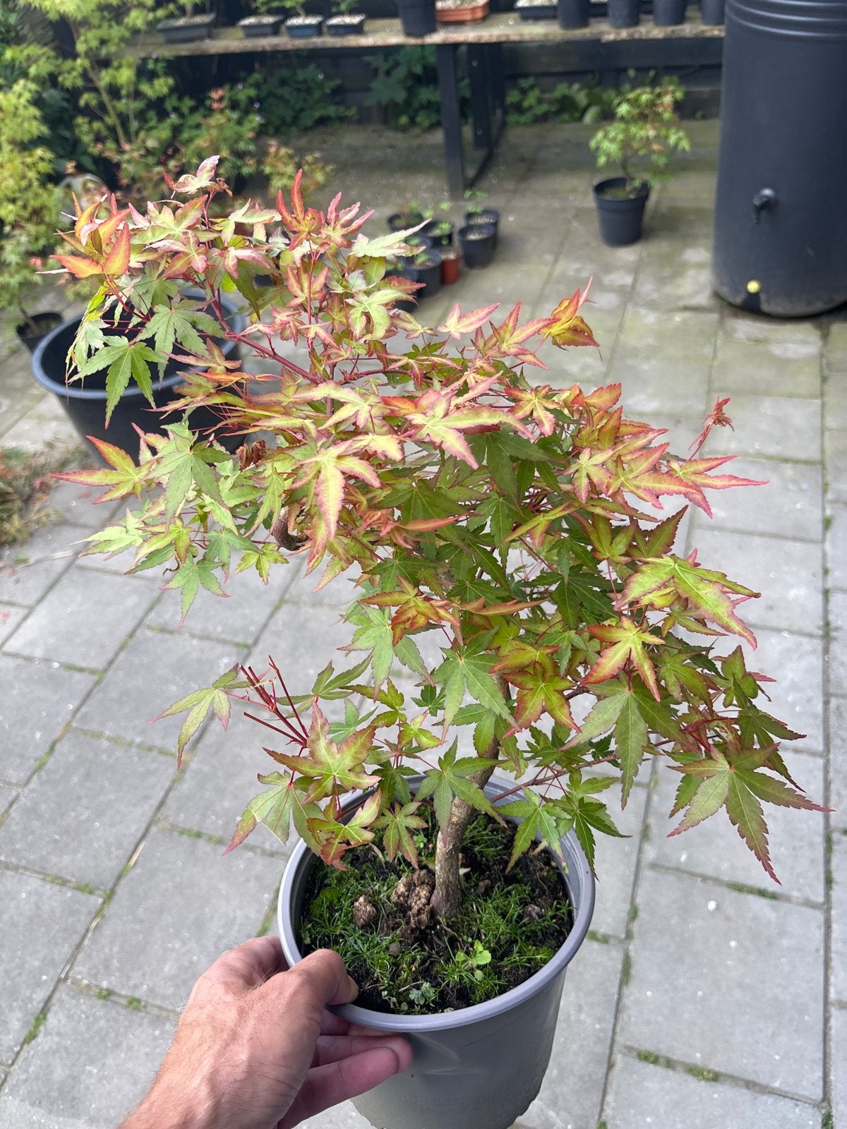 Japanse Esdoorn (Acer palmatum) - Prachtige Bonsai, Tuin en Terras, Planten | Tuinplanten, Vaste plant, Bloeit niet, Halfschaduw