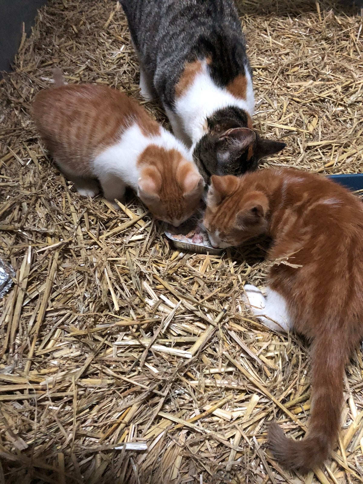 Boerderij kittens, Meerdere dieren