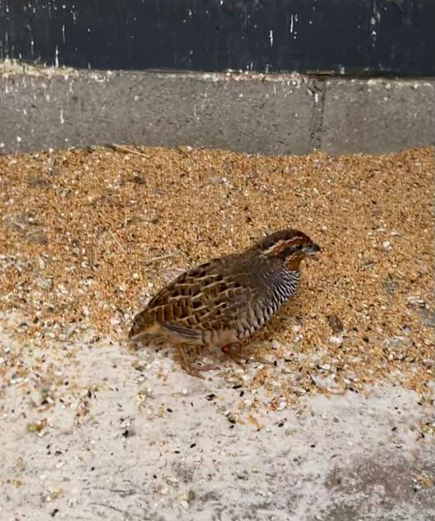 Jungle Bush kwartel haan, Dieren en Toebehoren, Vogels | Overige Vogels, Mannelijk, Tropenvogel, Geringd