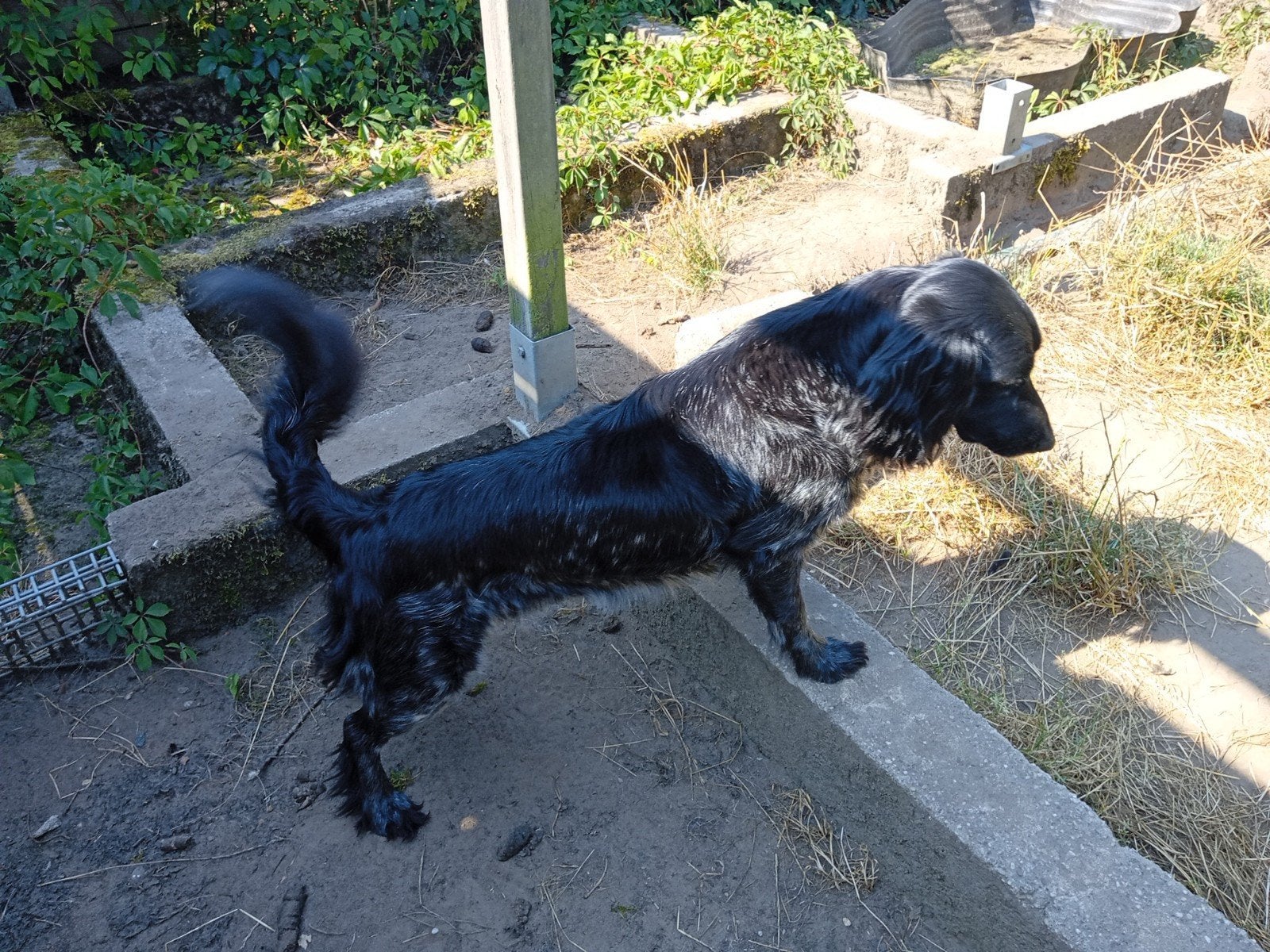 Friese stabij pups, Dieren en Toebehoren, Overige rassen, 8 tot 15 weken, Meerdere, Meerdere dieren