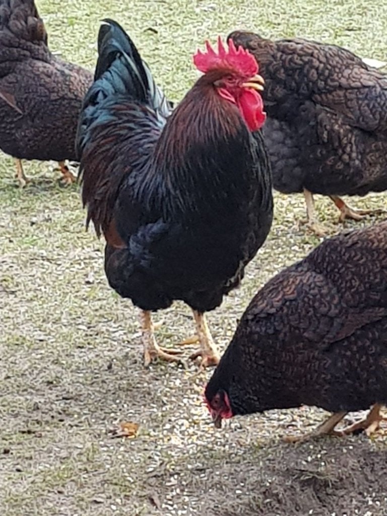 Te koop broedeieren  dubbel gezoomde barnevelders, Geslacht onbekend, Kip