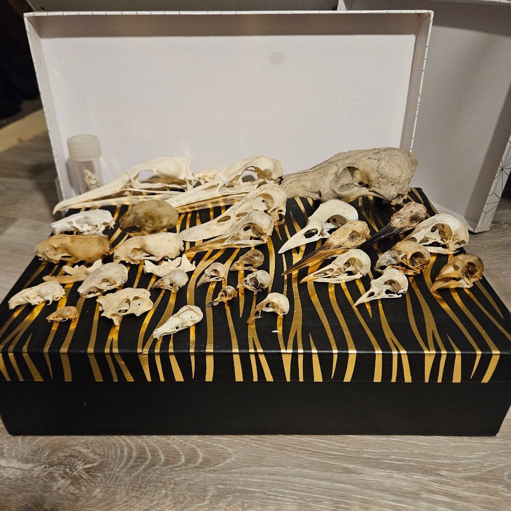 Collectie dierenschedels opgezet taxidermie taxidermy, Ophalen of Verzenden, Gebruikt, Vogel, Schedel