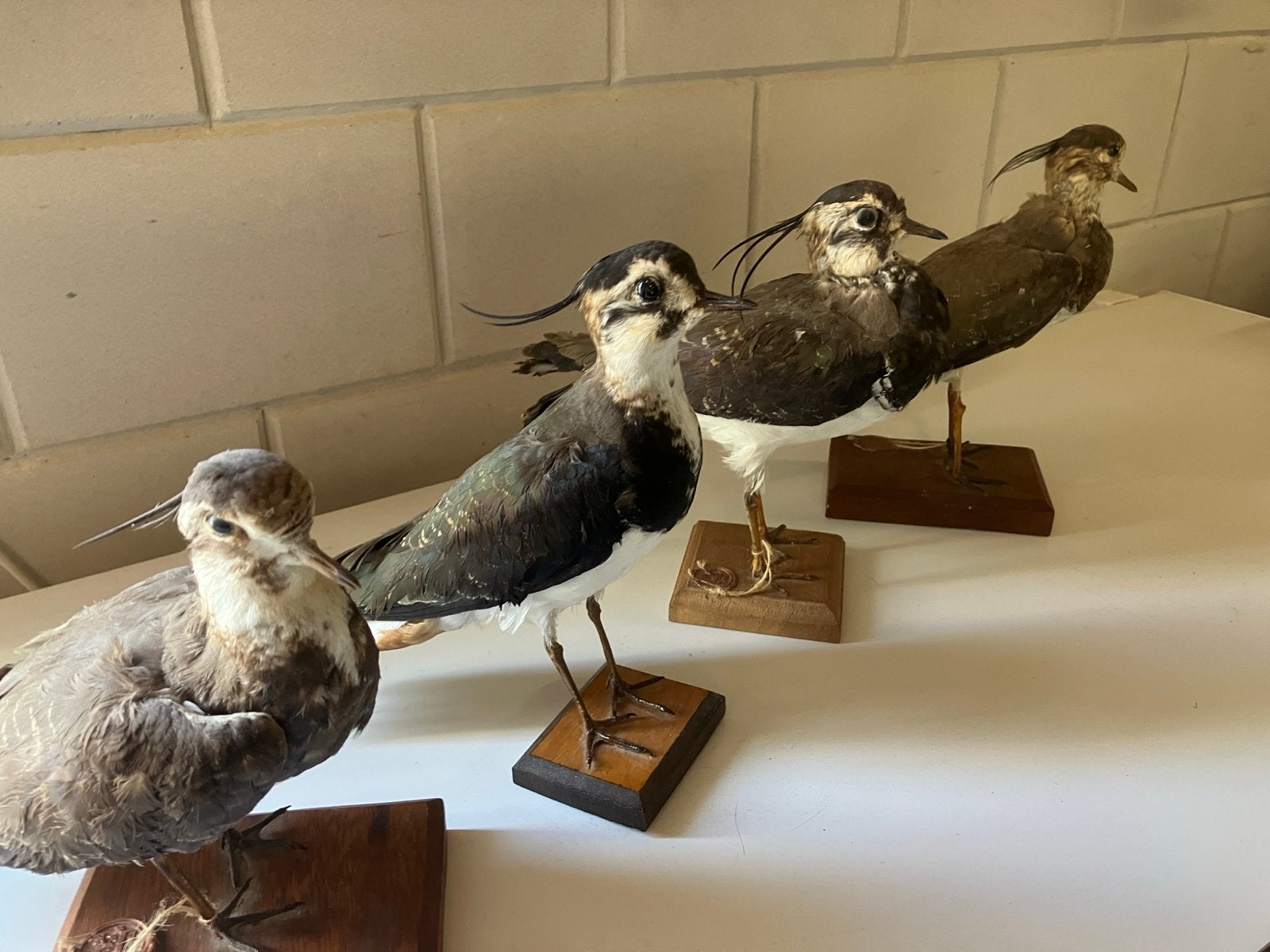 4 opgezette Kieviten -  Taxidermie kievit vanellus, Verzamelen, Ophalen of Verzenden, Gebruikt, Vogel, Opgezet dier