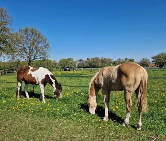 2 APHA paint horses merrie 2023 en hengst 2025 te koop, Dieren en Toebehoren, Paarden, Meerdere dieren, Minder dan 160 cm, Westernpaard