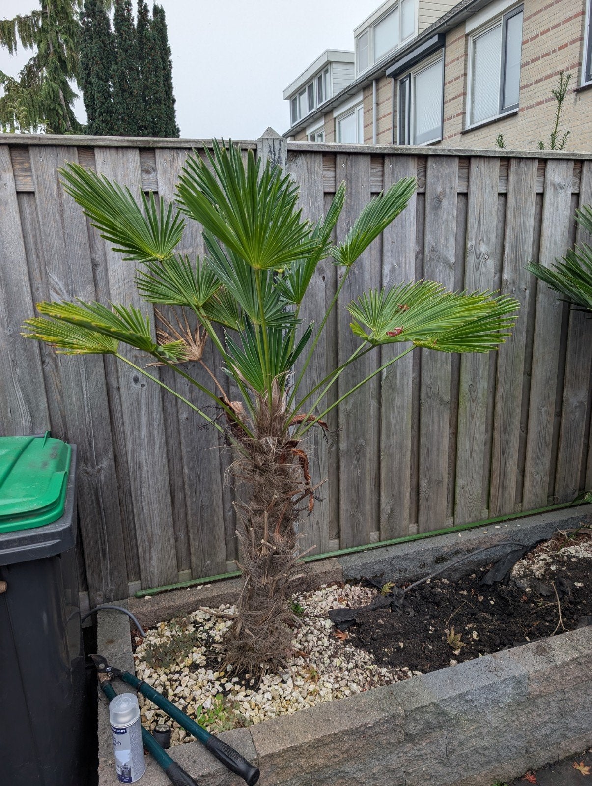 Chinese waaierpalm (Trachycarpus fortunei), Tuin en Terras, Volle zon, Ophalen of Verzenden, 100 tot 250 cm, Zomer