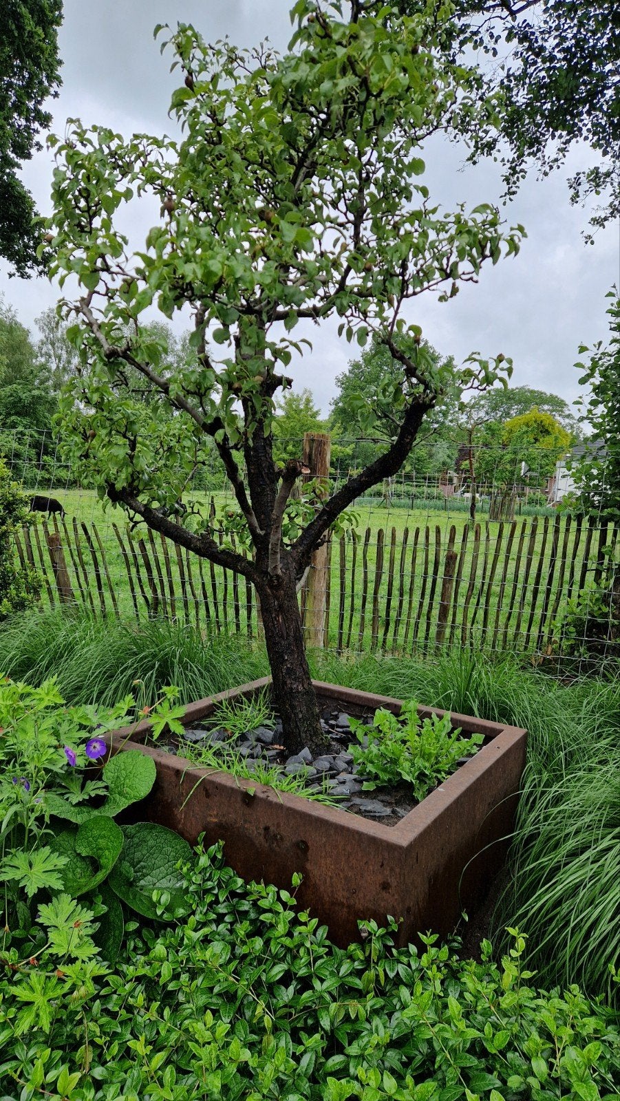 2 Cortenstalen Bloembakken met Perenbomen (100x100x40), Tuin en Terras, Bloembakken en Plantenbakken, Ophalen, 100 cm of meer