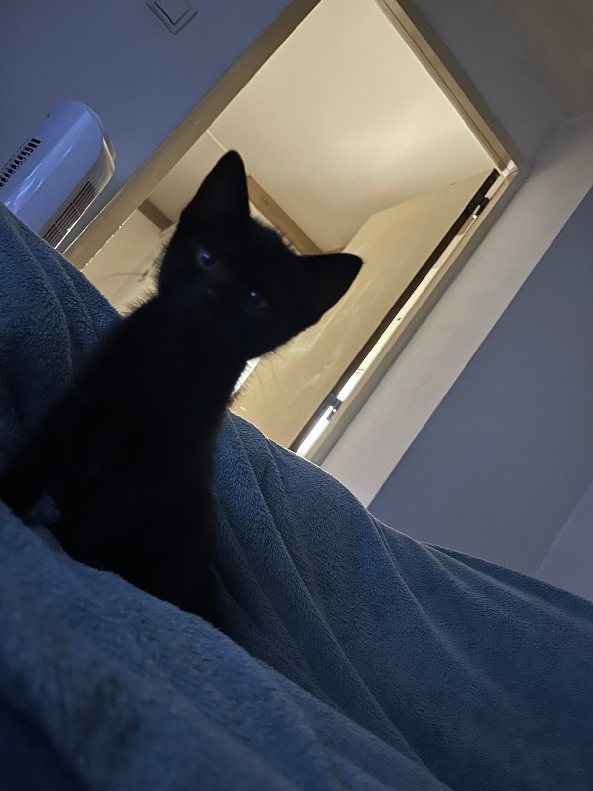 Kitten Black Female