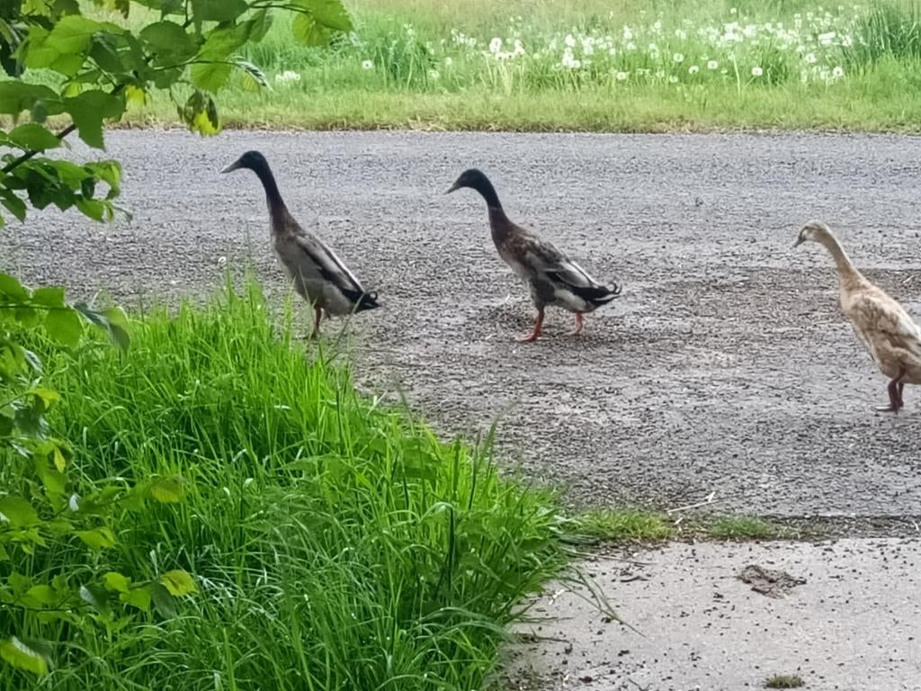 Indische Loopeend woerd, Mannelijk, Eend