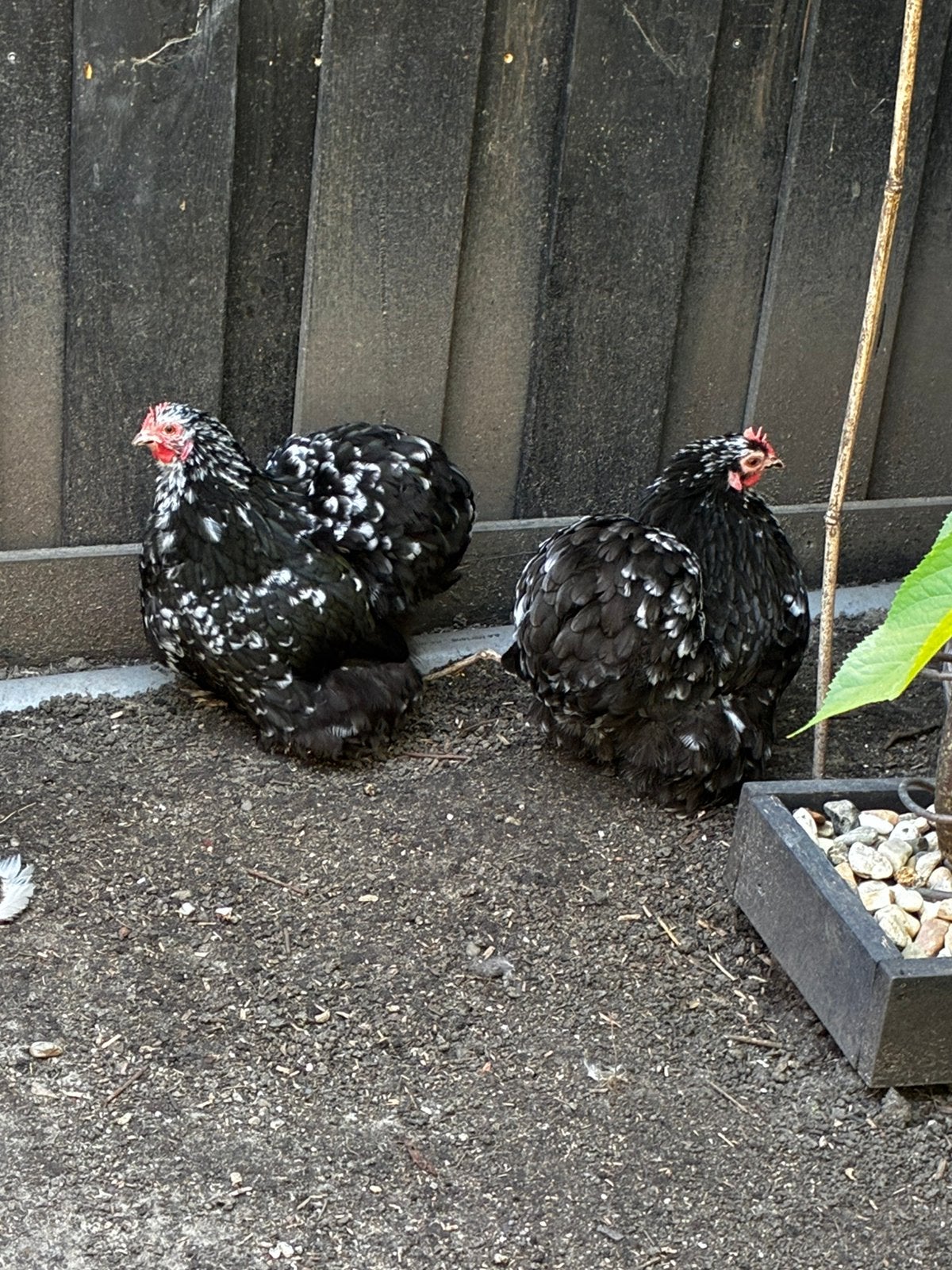 Te koop cochin kriel, Vrouwelijk, Kip