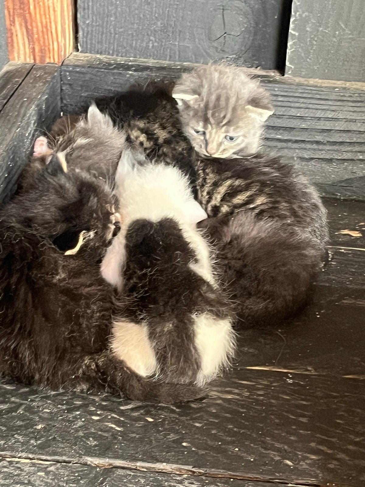 Britse korthaar kruising Europese korthaar kittens te koop, Dieren en Toebehoren, 0 tot 2 jaar