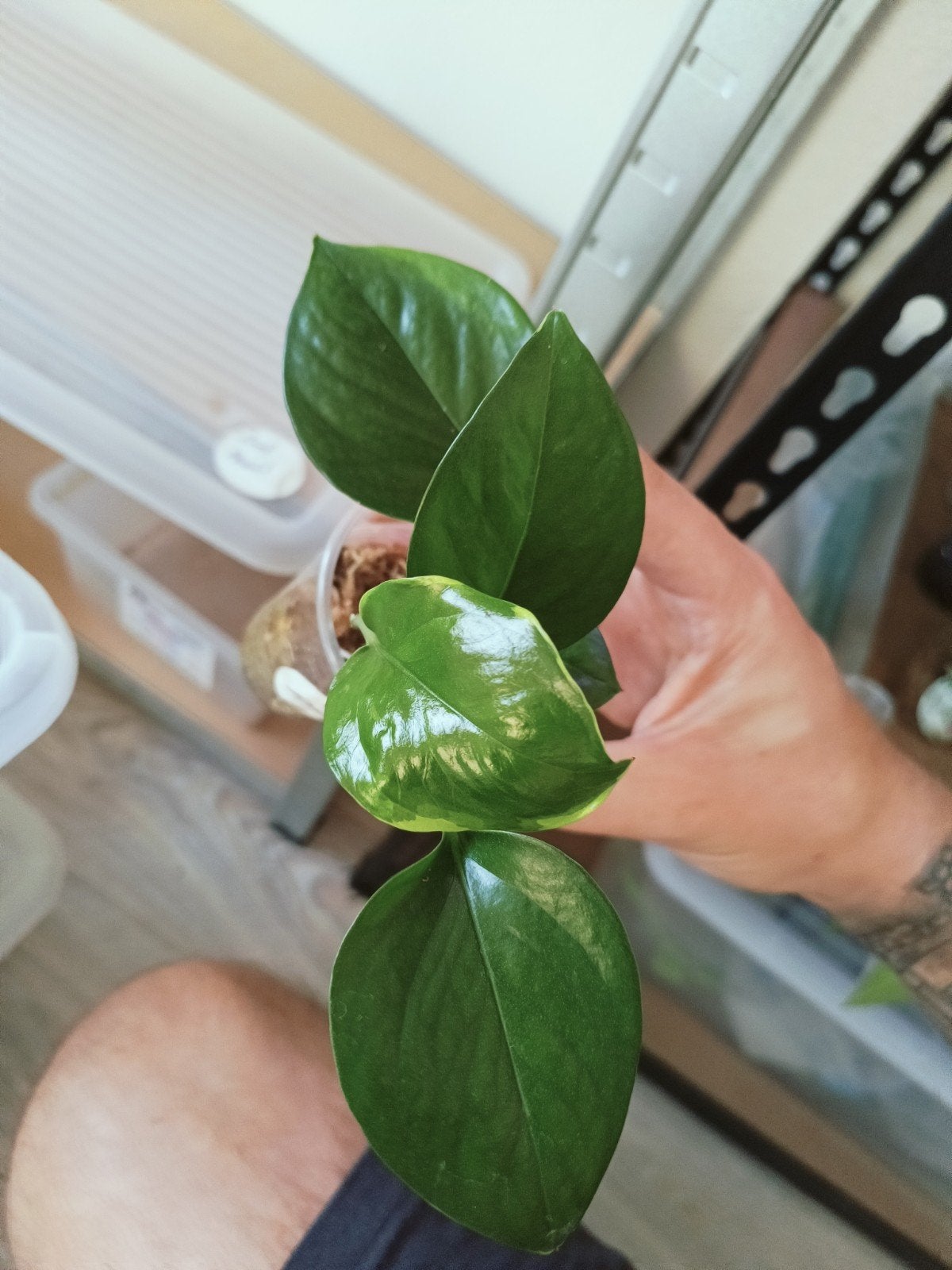 Epipremnum poonsin, Overige soorten, In pot, Minder dan 100 cm, Groene kamerplant